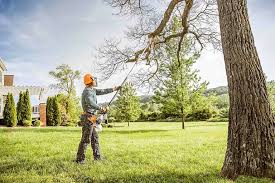 Best Lawn Disease Treatment  in Cairo, IL