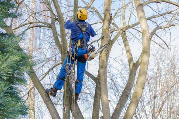 Seasonal Cleanup (Spring/Fall) in Cairo, IL