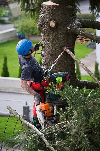 Best Tree Preservation Services  in Cairo, IL