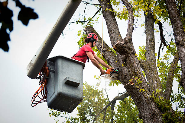 How Our Tree Care Process Works  in  Cairo, IL
