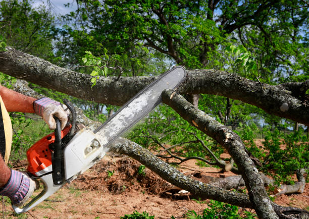 Best Commercial Tree Services  in Cairo, IL